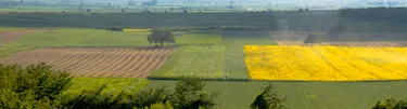 Campos de cultivo en la campiña, con un aspersor regando al fondo.